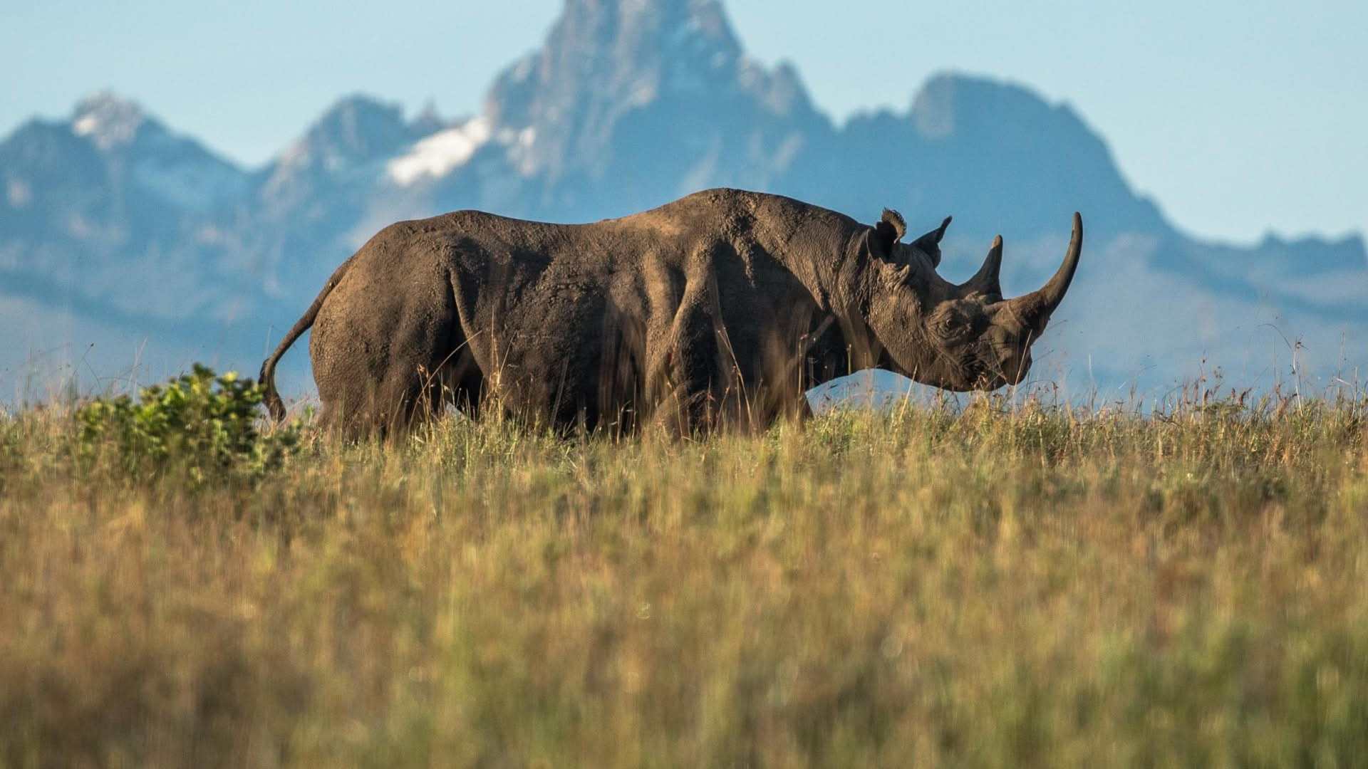 Black rhino grazing below the mountains at Ol Pejeta Conservancy