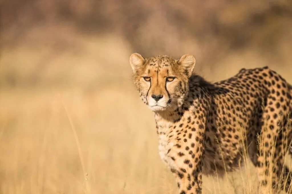 Cheetah walking through the Serengeti grasslands