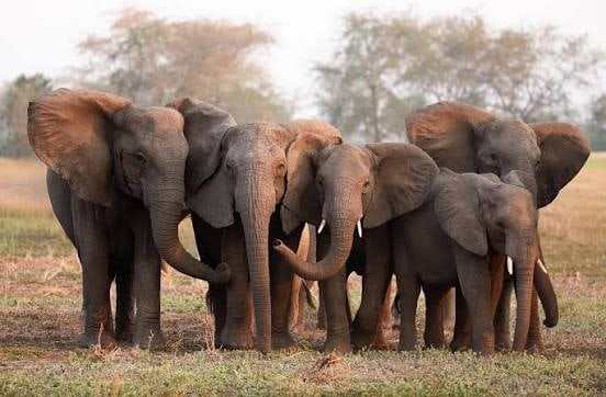 Elephant herd walking across the savannah on a Kenya safari