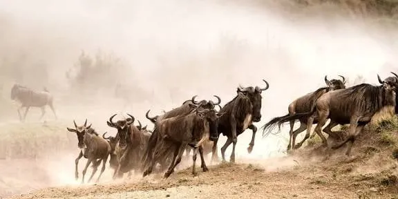 Wildebeest stampeding through dust during the Great Migration in the Maasai Mara