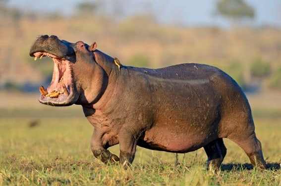 Hippo with its mouth wide open on a Kenyan riverbank