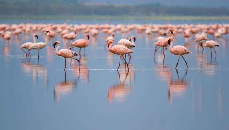 Lesser flamingos wading in the shallows of Lake Nakuru