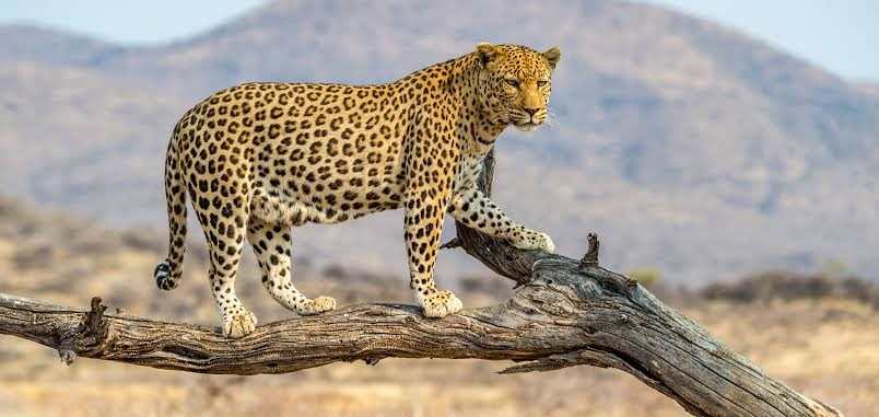 Leopard standing on a fallen branch in the Maasai Mara