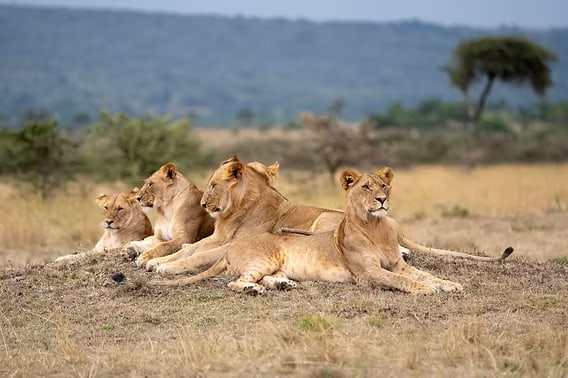 Pride of lions resting on the savannah in the Maasai Mara