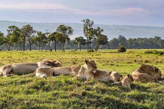 Lions resting in the grass in Nairobi National Park