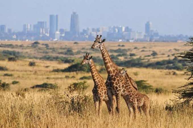 Giraffes in Nairobi National Park with the city skyline in the distance