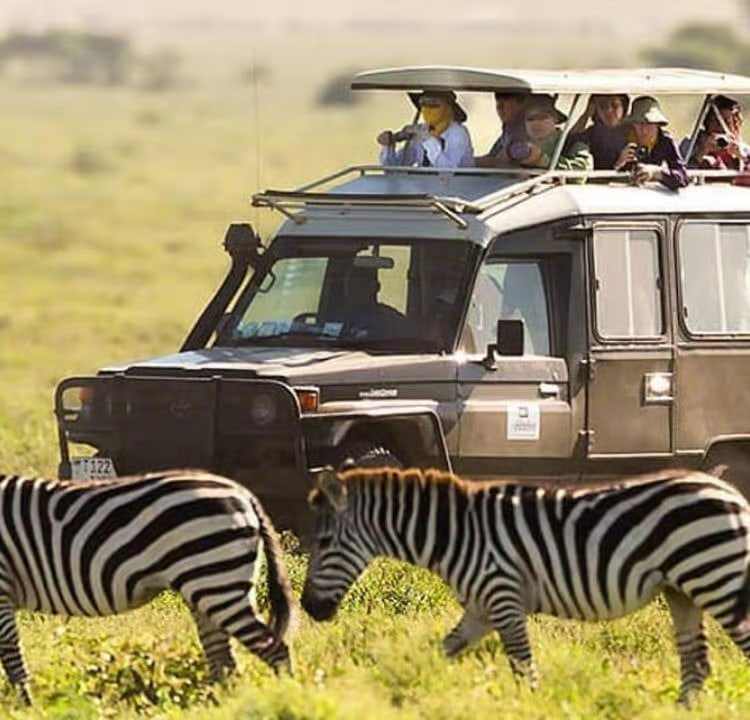 Zebras beside a safari jeep on a game drive in Kenya
