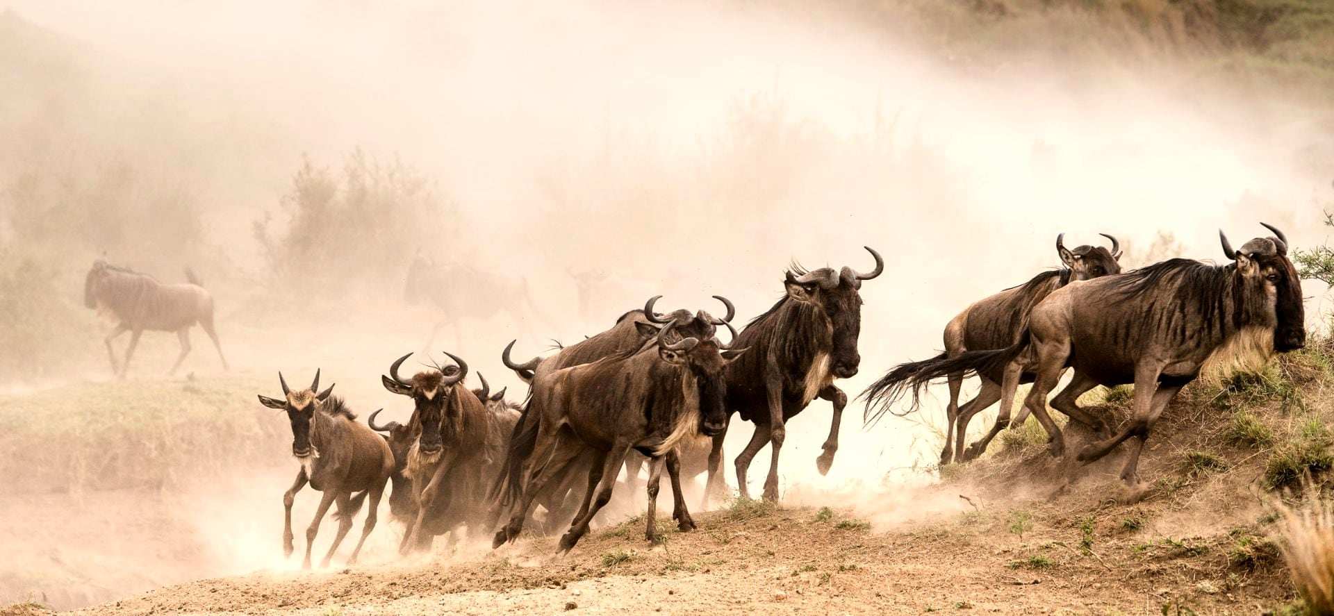 Wildebeest running through golden dust during the Great Migration in the Maasai Mara