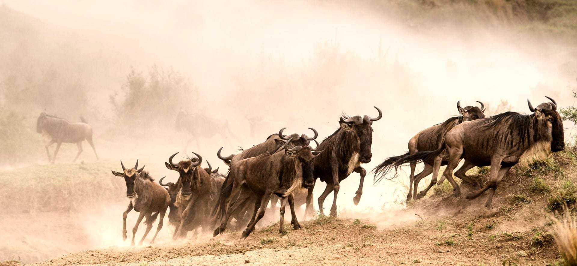 Wildebeest running through golden dust during the Great Migration in the Maasai Mara